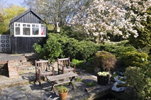 Seats Prints: Suburban garden with flowering magnolia, chairs and shed, Kent, England, spring