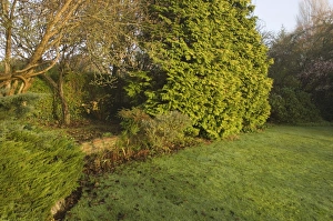 Suburbs Prints: Suburban garden with lawn and conifers, Kent, England, autumn