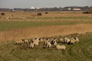 Station Prints: Suffolk Black faced sheep grazing the sea wall Sudbourne Marsh looking towards Sizewell Nuclear Power Station
