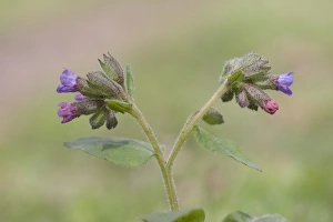 Boraginaceae Prints: Suffolk Lungwort (Pulmonaria obscura) flowering, Gittin Wood, Suffolk, England, april