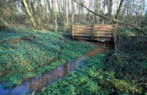 Images Dated 4th May 2012: Suffolk Newbourne Springs, Suffolk