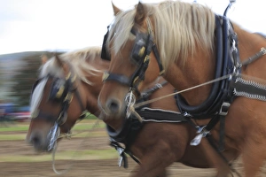 Horse Prints: Suffolk Punch, close-up of heads