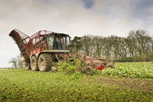 Sugar Beet (Beta vulgaris) crop, self-propelled harvester harvesting field, Norfolk, England, January