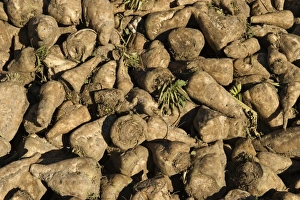 Sugar Beet (Beta vulgaris) crop, heap of harvested roots, Norfolk, England, december