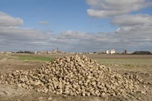 Sugar Beet (Beta vulgaris) crop, heap of harvested roots, with village in background, Madrigal de las Altas Torres
