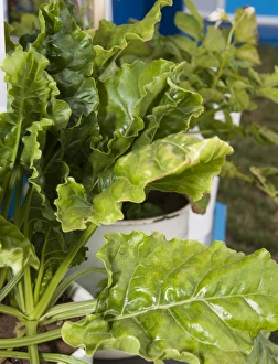 Sugar Beet (Beta vulgaris) magnesium deficiency, close-up of leaves