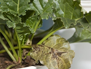 Lacking Prints: Sugar Beet (Beta vulgaris) phosphorus deficiency, close-up of leaves