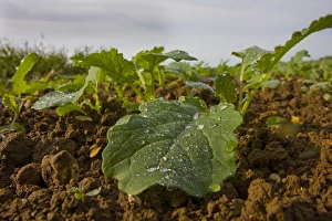 Droplets Prints: Sugar Beet (Beta vulgaris) young crop
