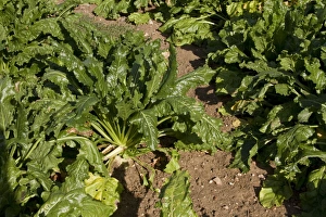 Vulgaris Prints: Sugar beet, a cultivated plant of Beta vulgaris