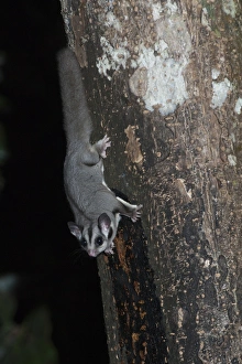 Sugar Glider (Petaurus breviceps) adult, feeding on tree sap at night, Queensland, Australia