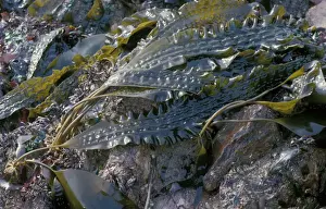 Alga Prints: Sugar Kelp Seaweed (Laminaria saccharina) AKA Poor Mans Weather Glass - Causand