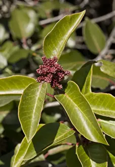 Sugar Sumac (Rhus ovata) close-up of leaves and flowerbuds, growing in dry chaparral, California, U. S. A. february