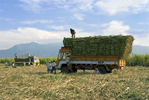 Hand Prints: Sugarcane (Saccharum officinarum) crop