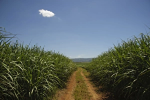 Sugarcane (Saccharum officinarum) crop, growing in field, Swaziland