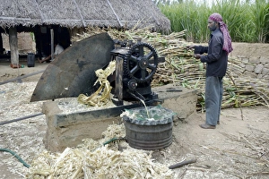 Sugarcane (Saccharum officinarum) crop, man inserting stems into juicer machine, Marayur, Idukki District, Kerala