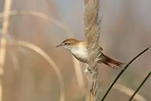 Furnariids Prints: Sulphur-bearded Spinetail (Cranioleuca sulphurifera) adult