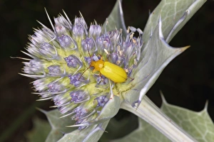 Gower Prints: Sulphur Beetle (Cteniopus sulphureus) adult
