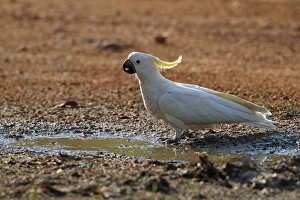 Dirt Prints: Sulphur-crested Cockatoo (Cacatua galerita) adult