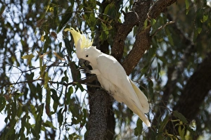 Sulphur-crested Cockatoo (Cacatua galerita) adult, feeding on figs in tree, Queensland, Australia