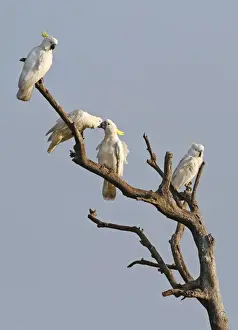 Sulphur-crested Cockatoo (Cacatua galerita) four adults, perched on dead branch, Queensland, Australia, October