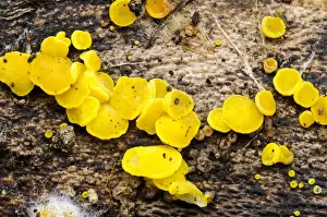 Growth Prints: Sulphur Disco (Bisporella sulfurina) fruiting bodies