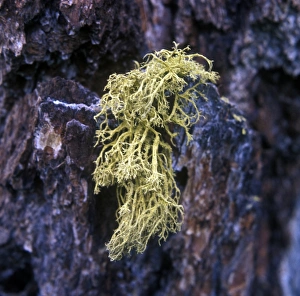 Lichen Prints: Sulphur Lichen