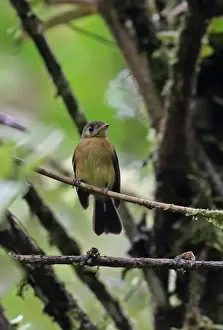 Sulphur-rumped Flycatcher (Myiobius sulphureipygius aureatus) adult, perched on twig, El Valle, Panama, November
