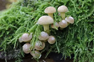 Sulphur Tuft Fungi (Hypholoma fasciculare) fruiting bodies, growing amongst moss in woodland, Cannock Chase