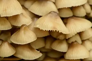 Sulphur Tuft Fungi (Hypholoma fasciculare) fruiting bodies, growing on dead branch, Staffordshire, England, October