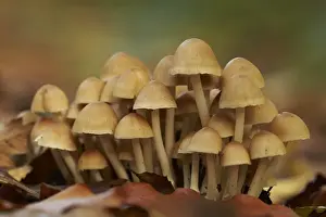 Sulphur Tuft Fungi (Hypholoma fasciculare) fruiting bodies, growing in woodland leaf litter, West Sussex, England