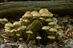 Inedible Prints: Sulphur Tuft Fungi (Hypholoma fasciculare) fruiting bodies