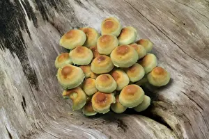 Sulphur Tuft Fungi (Hypholoma fasciculare) fruiting bodies, growing on dead wood, Leicestershire, England, september