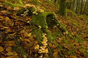 Sulphur Tuft Fungi (Hypholoma fasciculare) fruiting bodies, mass growing on moss covered on beech stump in woodland