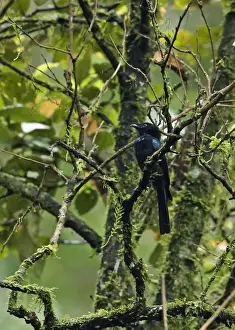 Endemic Prints: Sumatran Drongo (Dicrurus sumatranus sumatranus) adult
