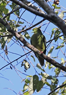 Pigeon Prints: Sumatran Green-pigeon (Treron oxyurus) adult, perched on branch, Kerinci Seblat N. P