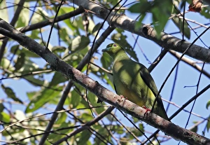 Sumatran Green-pigeon (Treron oxyurus) adult, perched on branch, Kerinci Seblat N. P