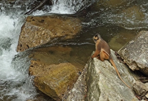 Primates Prints: Sumatran Surili (Presbytis melalophos) adult