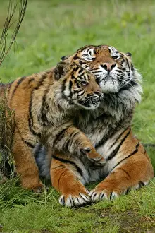 Big Cat Prints: Sumatran Tiger (Panthera tigris sumatrae) adult female with cub, rubbing heads (captive)