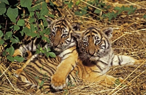 Big Cat Prints: Sumatran Tiger (Panthera tigris sumatrae) two cubs, resting together (captive)