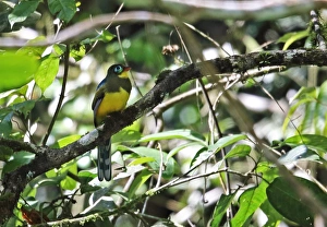 Endemic Prints: Sumatran Trogon (Apalharpactes mackloti) adult, perched on branch, Kerinci Seblat N. P