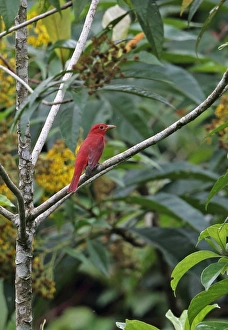 Central America Prints: Summer Tanager (Piranga rubra) adult male, perched on branch, Rio Indio, Panama, October