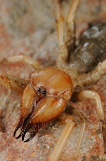 Socotra Prints: Sun-spider (Solifugae sp. ) adult