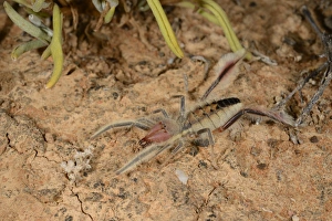South Africa Prints: Sun-spider (Solpugella sp. ) adult, on dry ground in desert, South Africa, February