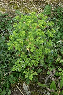 Yellow Prints: Sun spurge, Euphorbia helioscopia, flowering on waste arable land