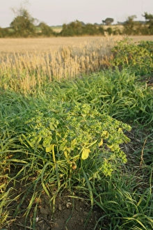 Agriculture Prints: Sun Spurge (Euphorbia helioscopia) in fruit