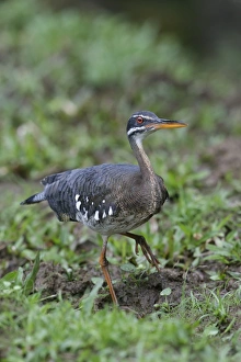 Costa Rican Prints: Sunbittern (Eurypyga helias) adult