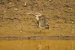 Vulnerable Prints: Sunbittern (Eurypyga helias) adult