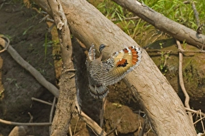 Vulnerable Prints: Sunbittern (Eurypyga helias) adult