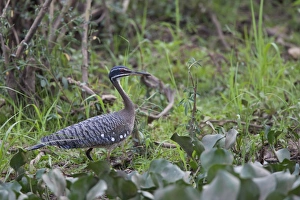Sunbittern (Eurypyga helias) adult, walking in swamp, Pantanal, Mato Grosso, Brazil