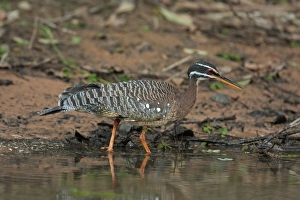 Vulnerable Prints: Sunbittern (Eurypyga helias helias) adult